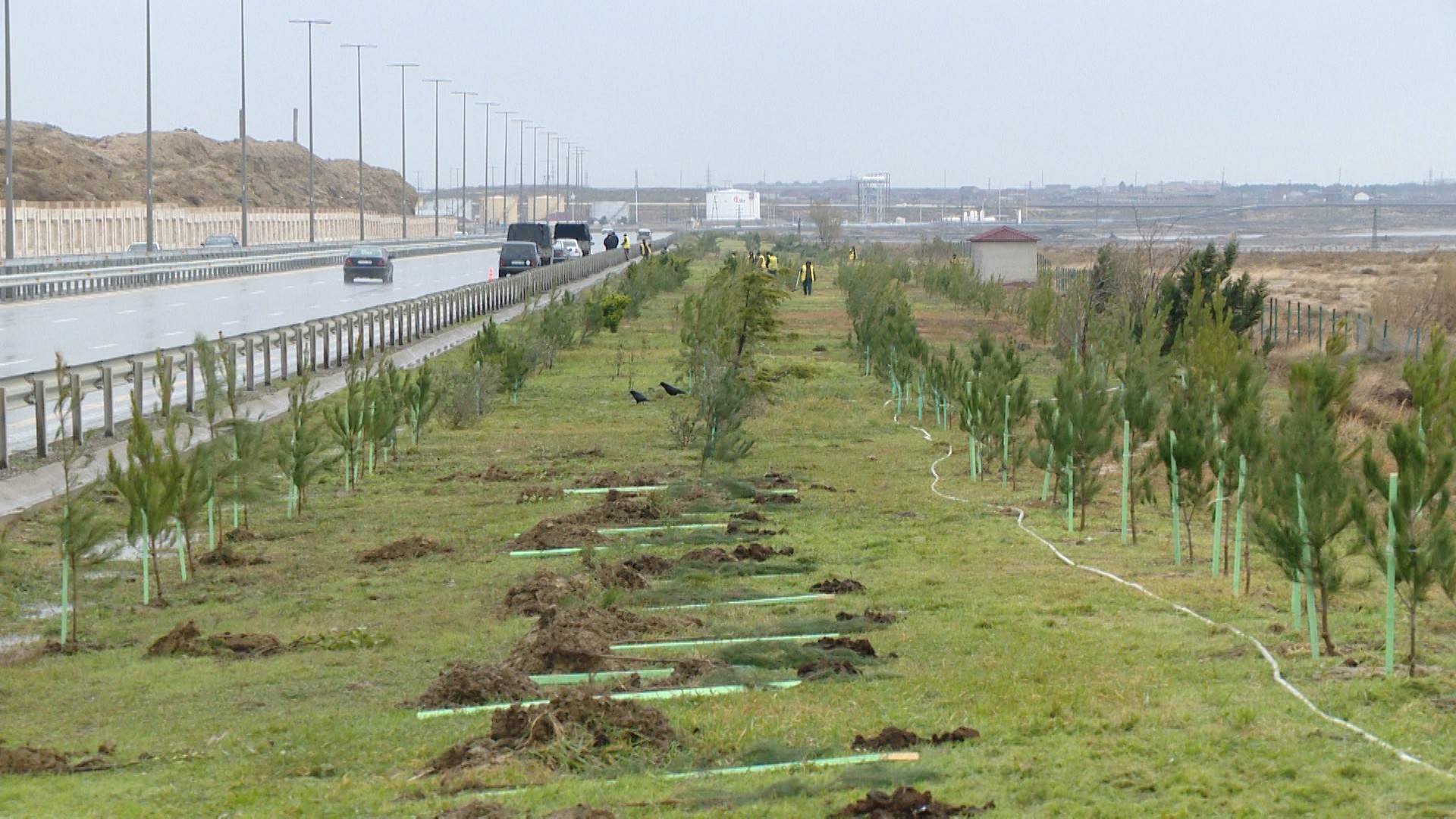 11 2015-ci ildə 200 mindən çox ağac və kol bitkisi əkilib