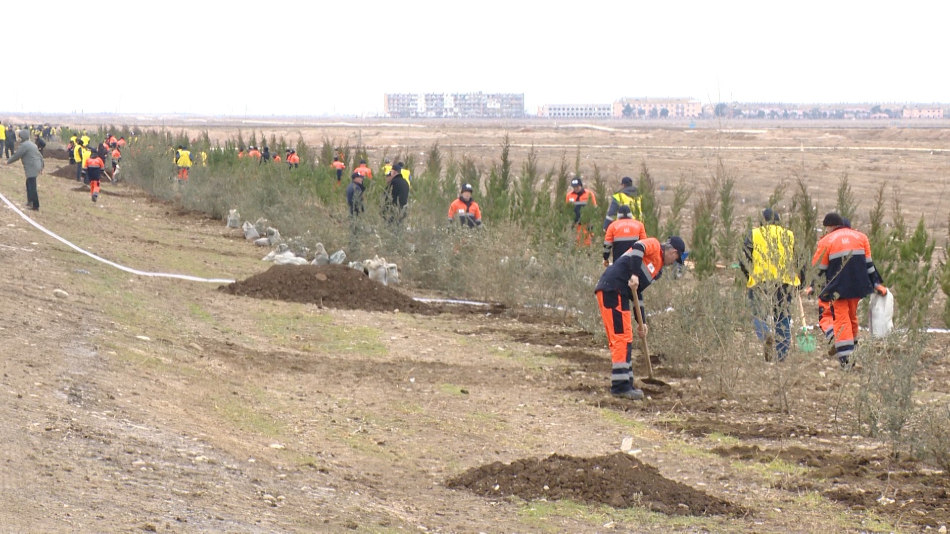 11  Bakı-Quba avtomobil yolunda 14 500 ədəd ağac əkildi - VİDEOREPORTAJ
