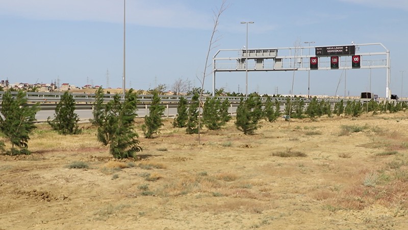 11 Zığ dairəsi-Hava Limanı avtomobil yolunda 2000 eldar şamı əkilib - VİDEO / FOTO